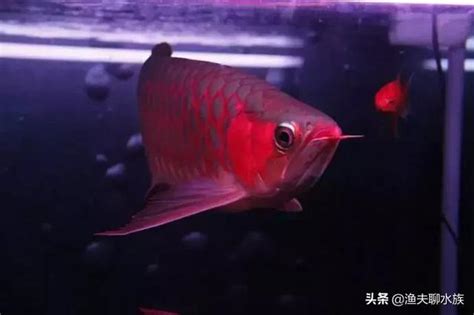 龍魚鱗片受傷|龍魚常見疾病的預防及控制 